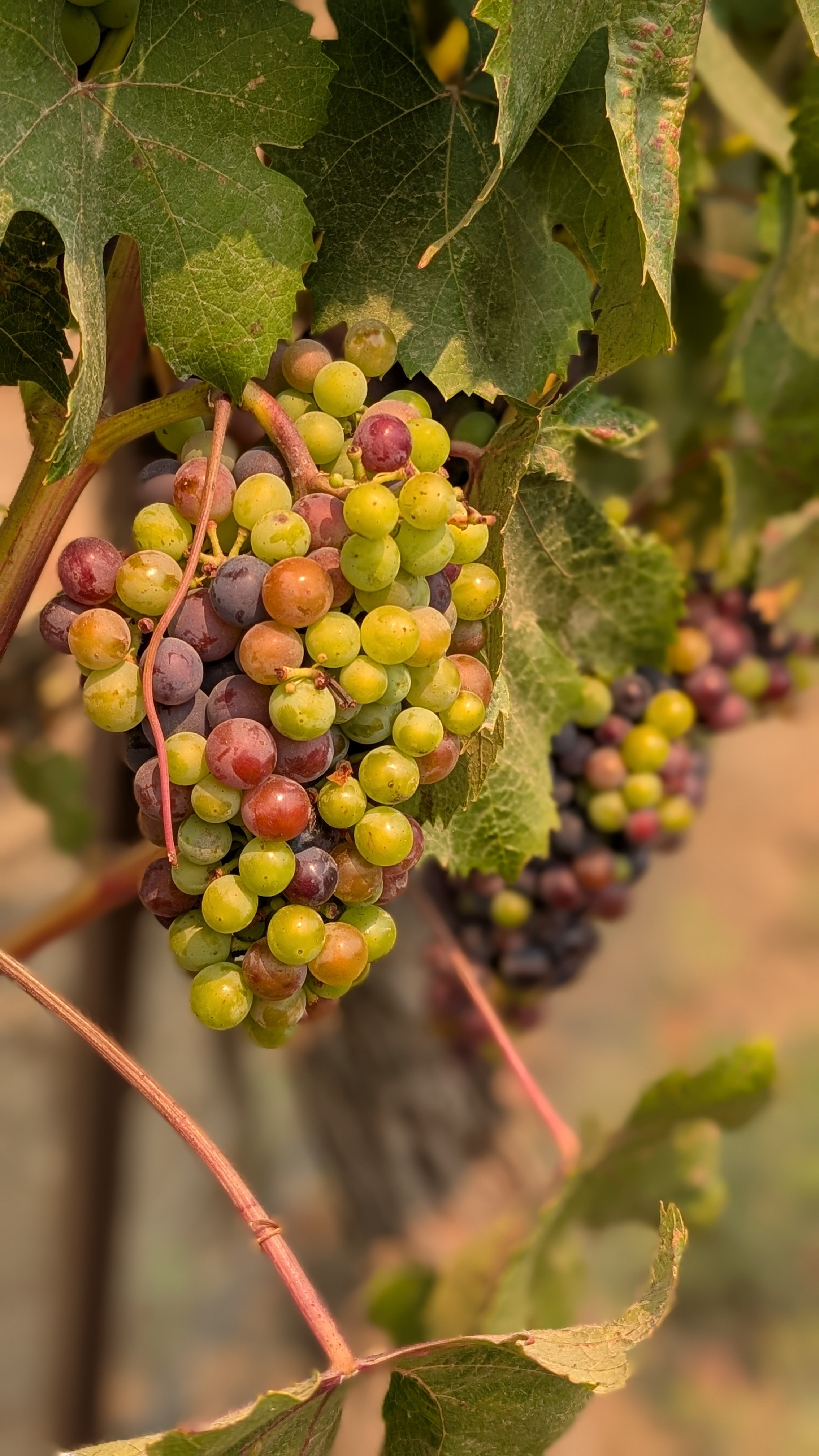 Vega Vineyards